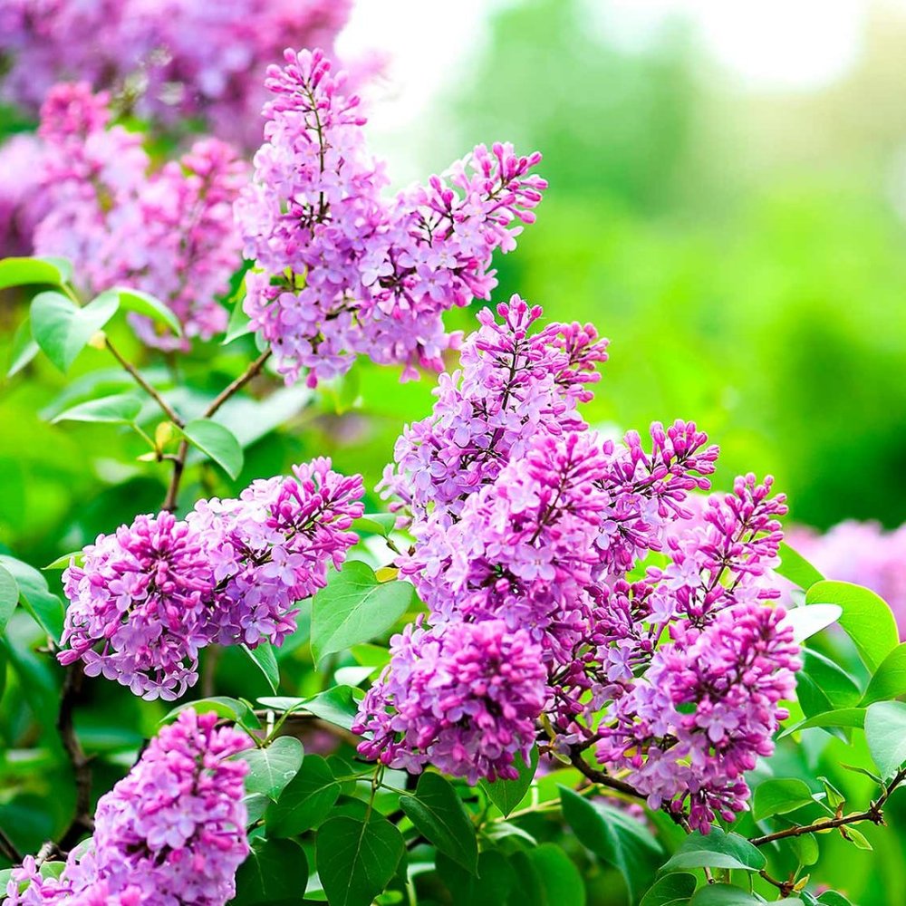 Meet your Posher, Mille